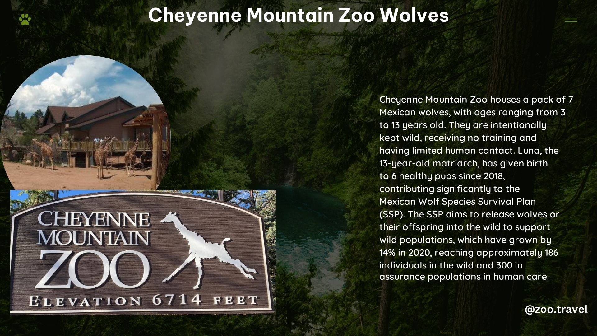 Cheyenne Mountain Zoo Wolves