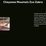 Cheyenne Mountain Zoo Zebra