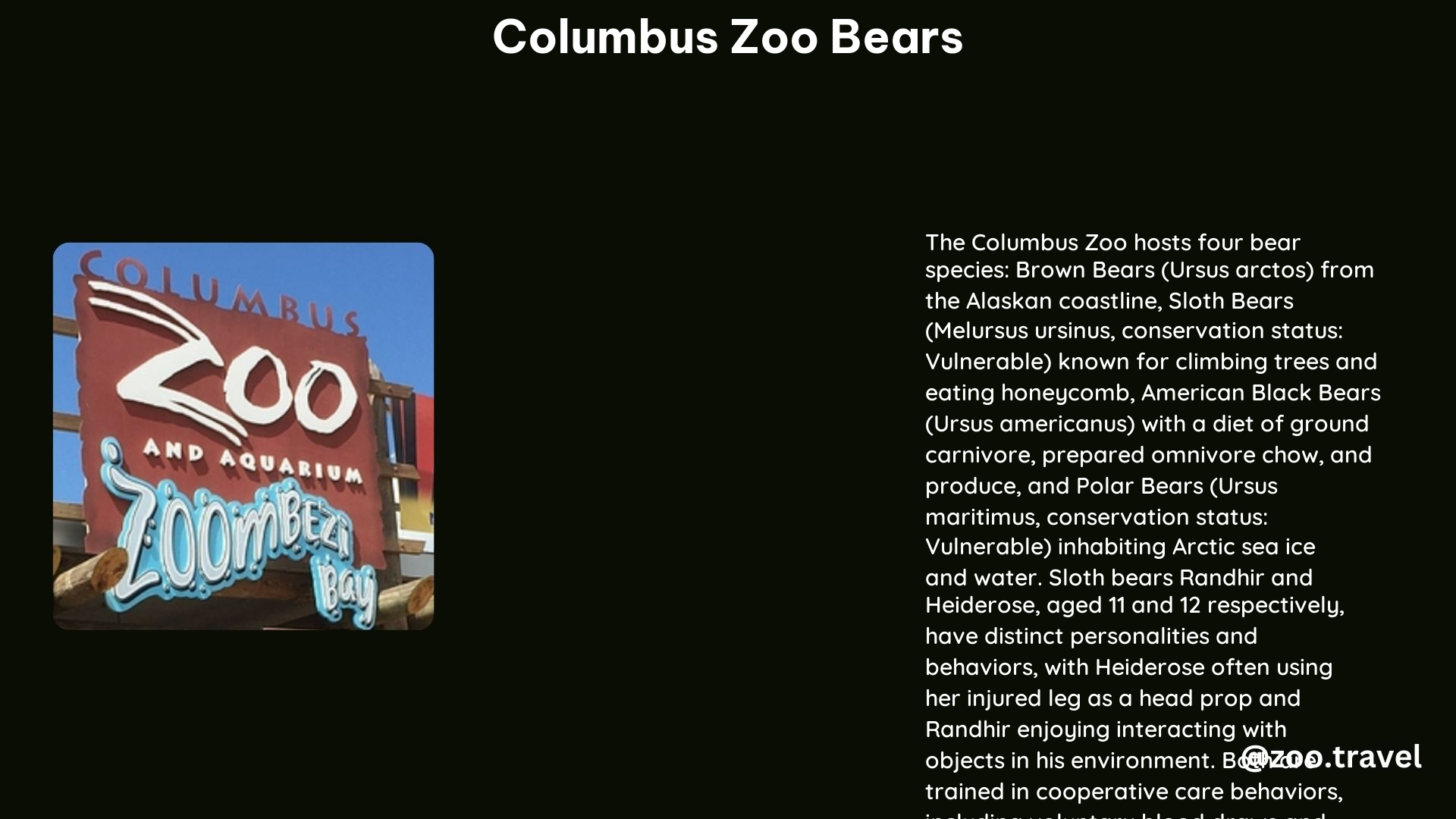 Columbus Zoo Bears