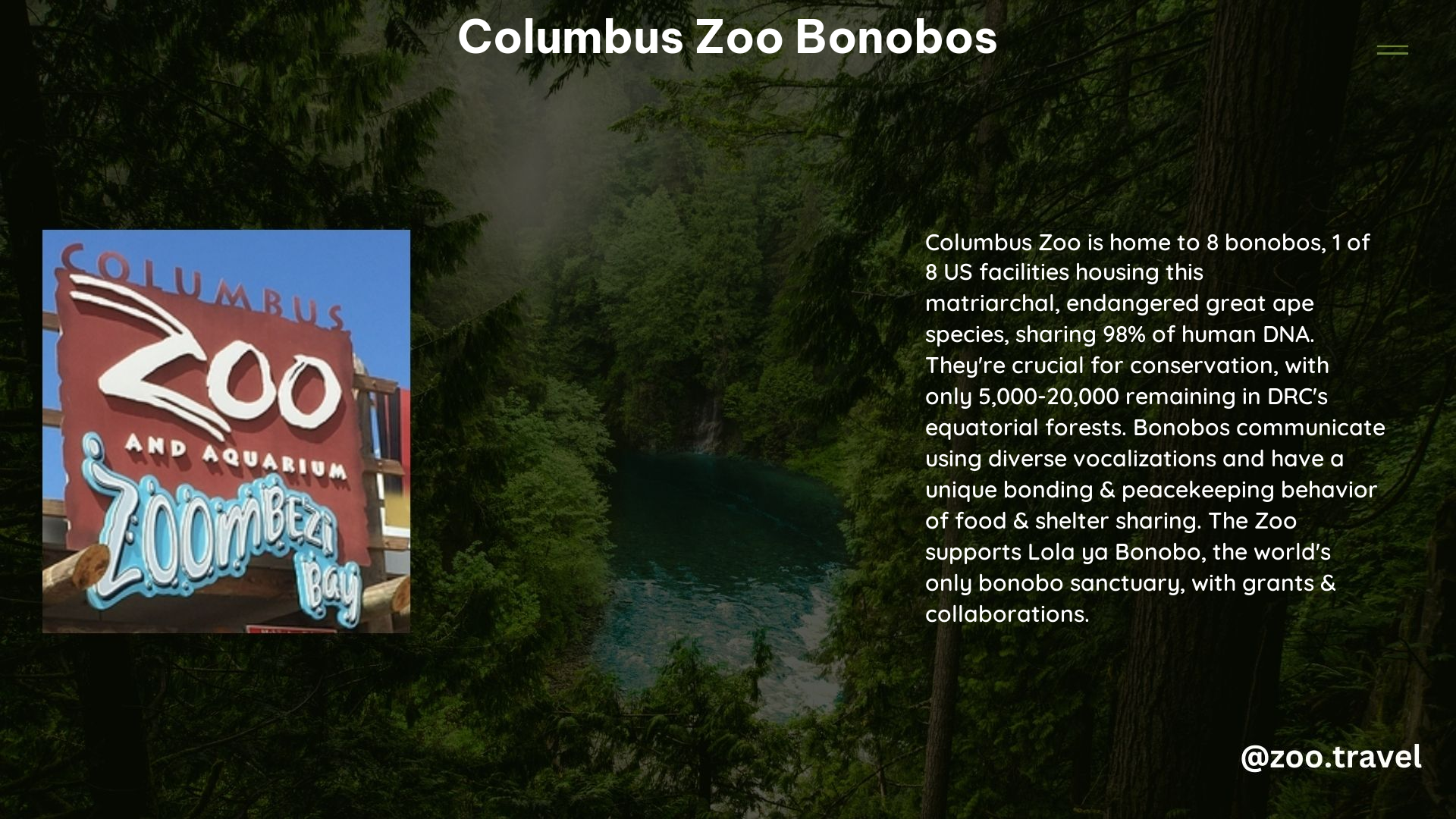 Columbus Zoo Bonobos