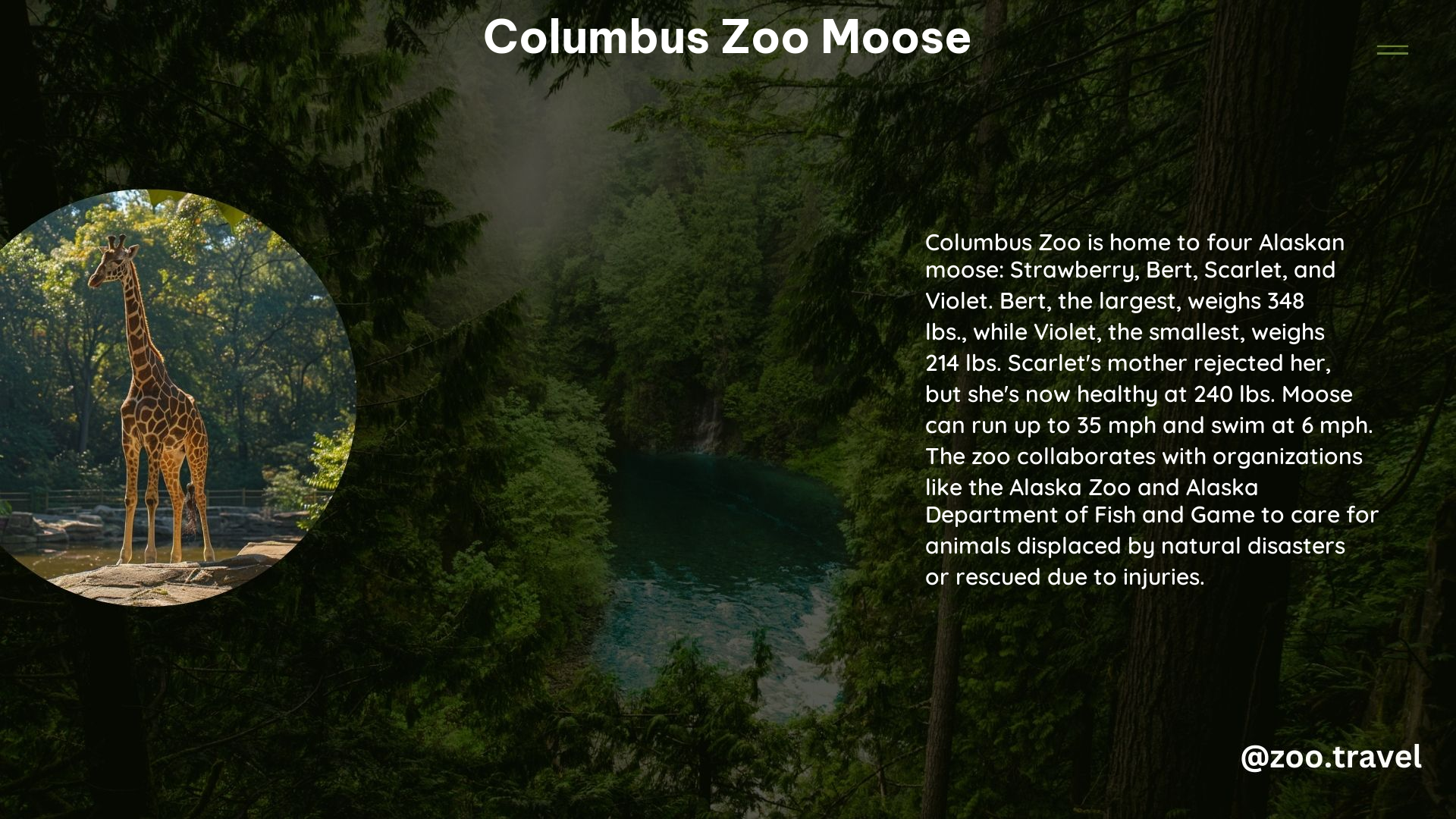 Columbus Zoo Moose