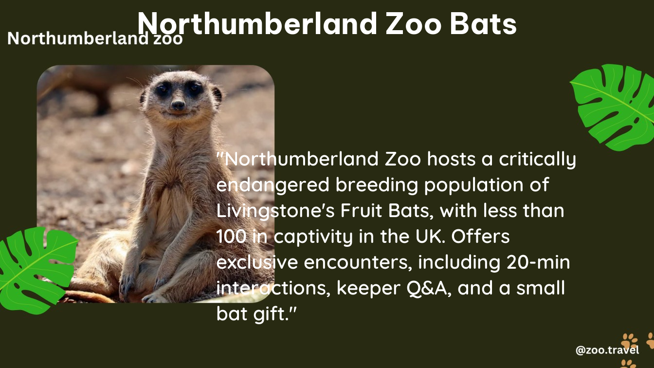 northumberland zoo bats