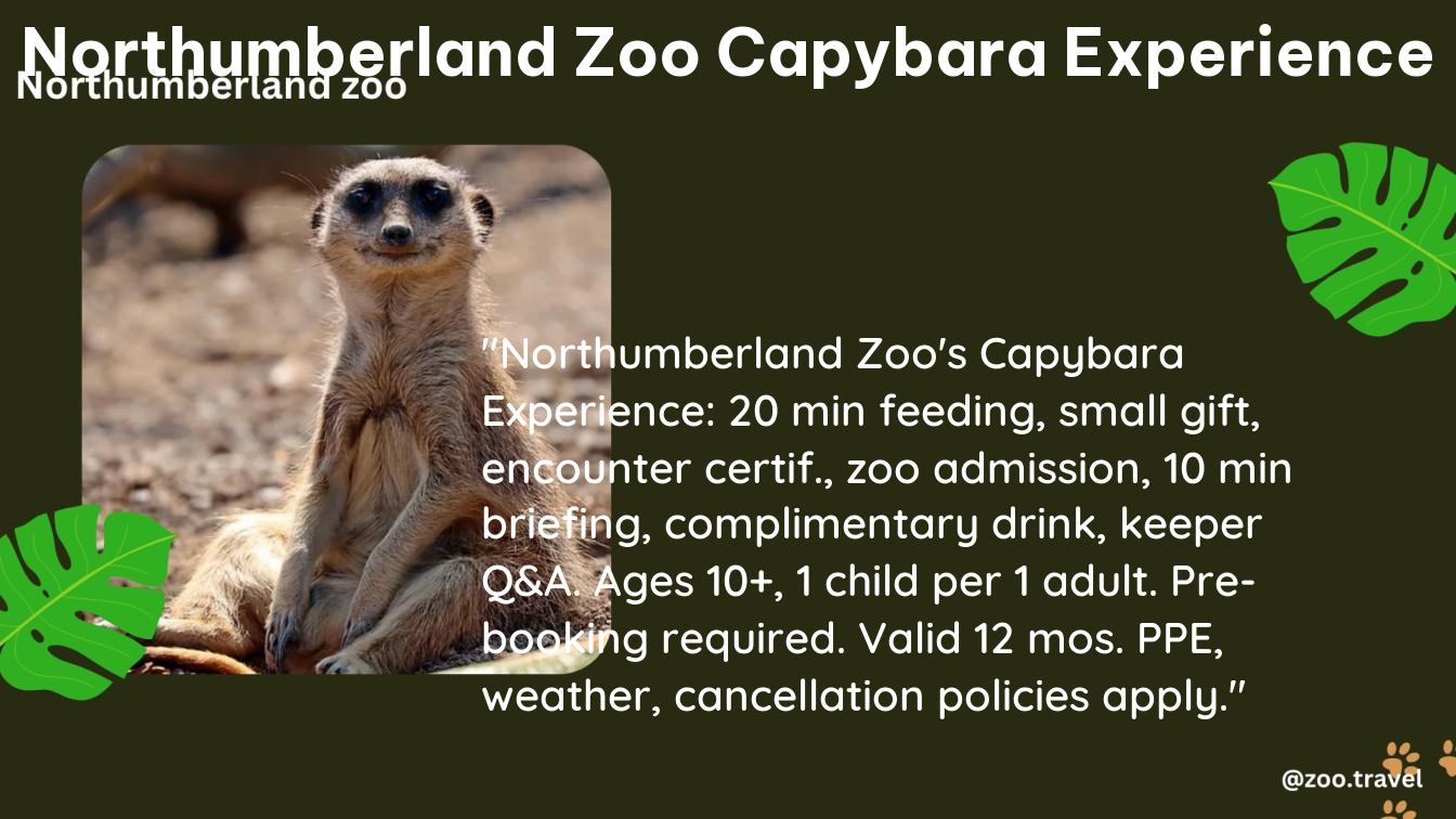 northumberland zoo capybara experience