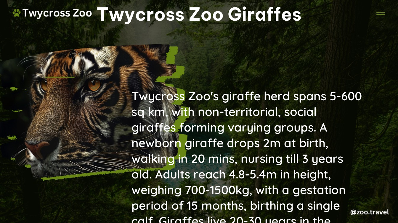 twycross zoo giraffes