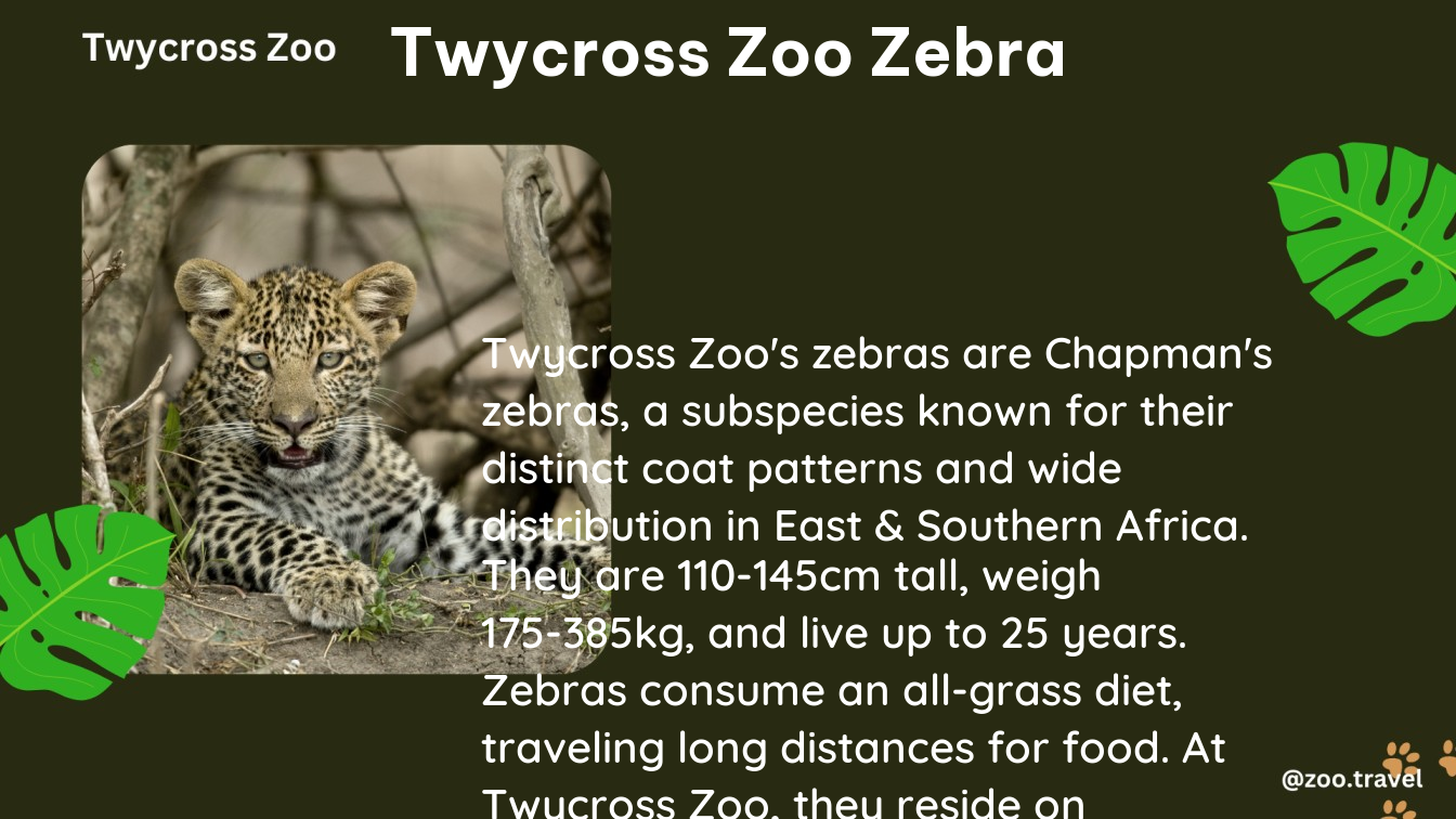 twycross zoo zebra