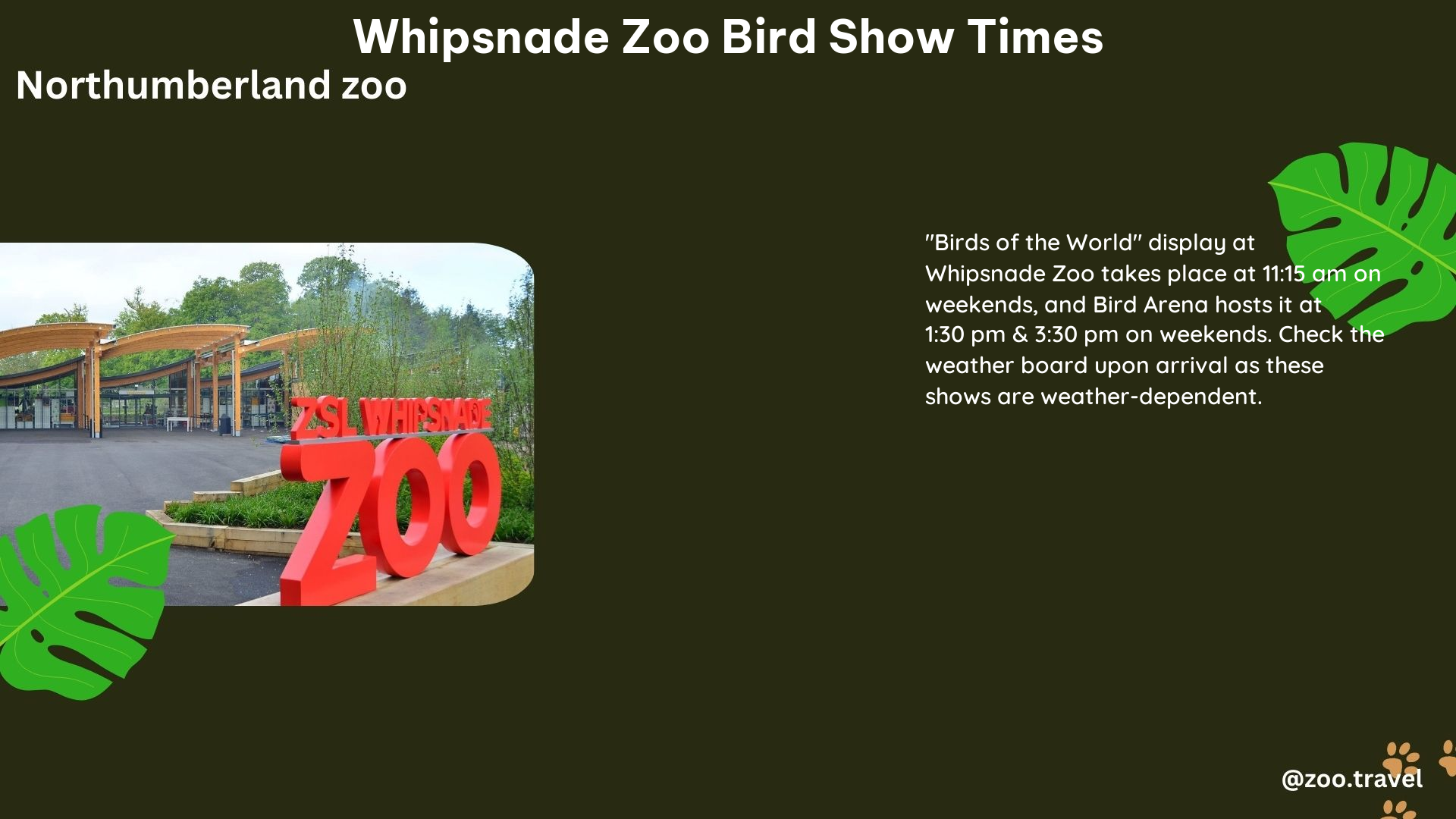 whipsnade zoo bird show times