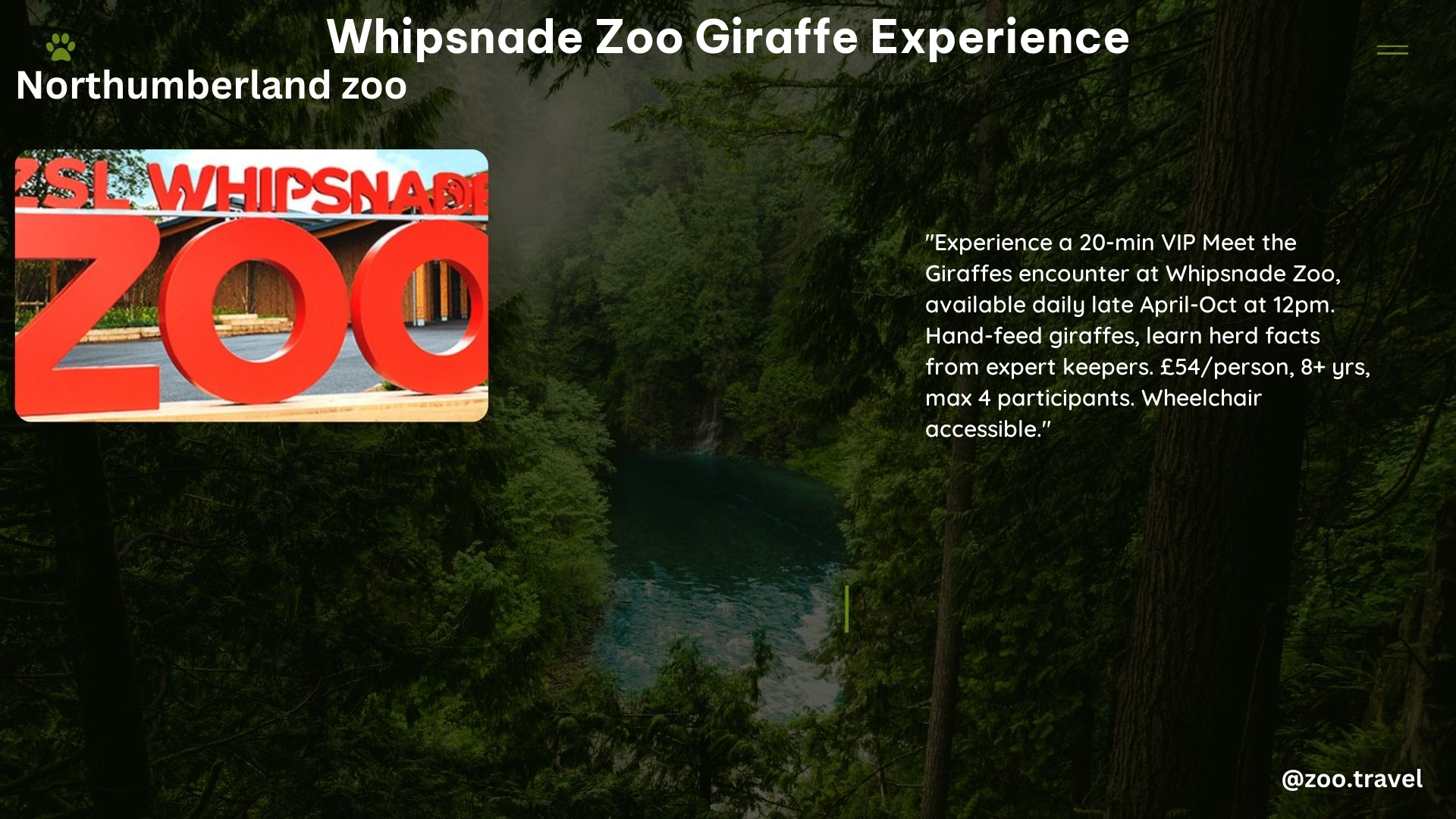 whipsnade zoo giraffe experience