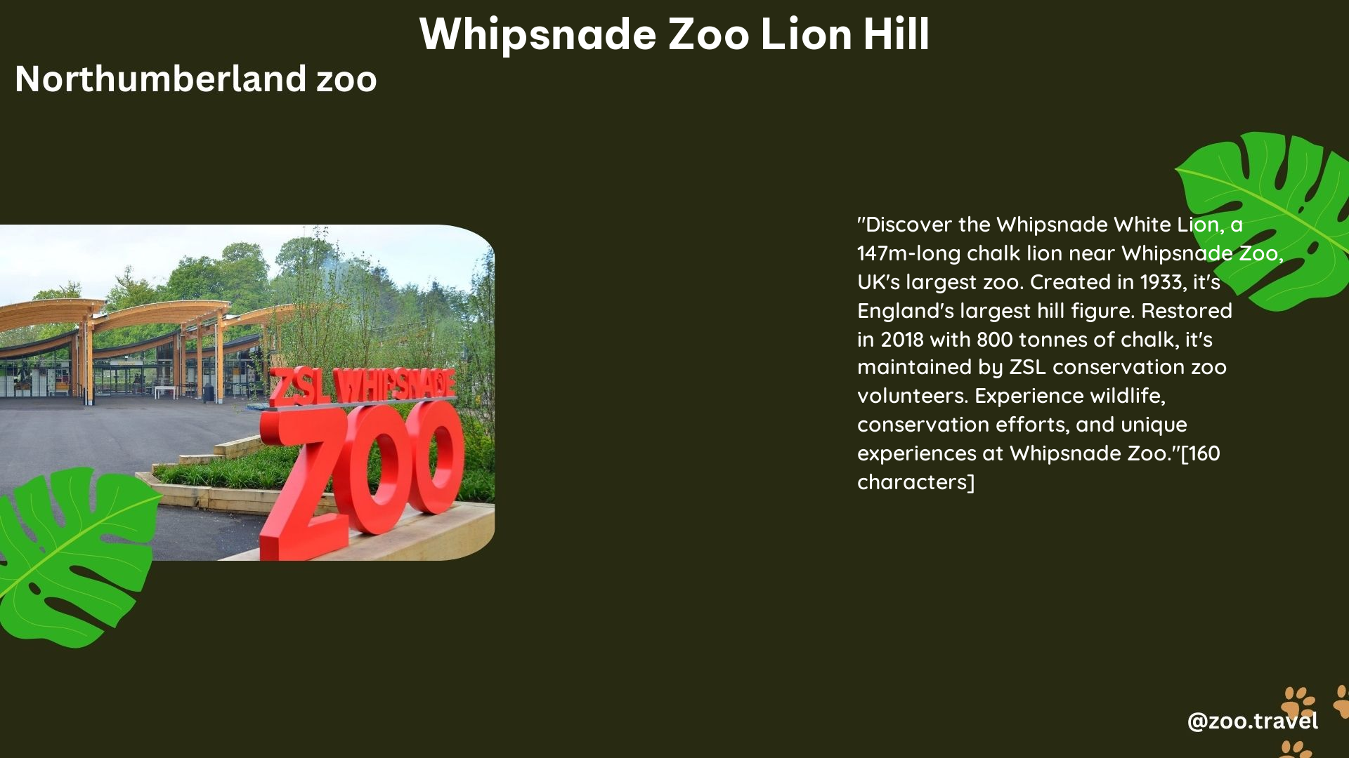 whipsnade zoo lion hill