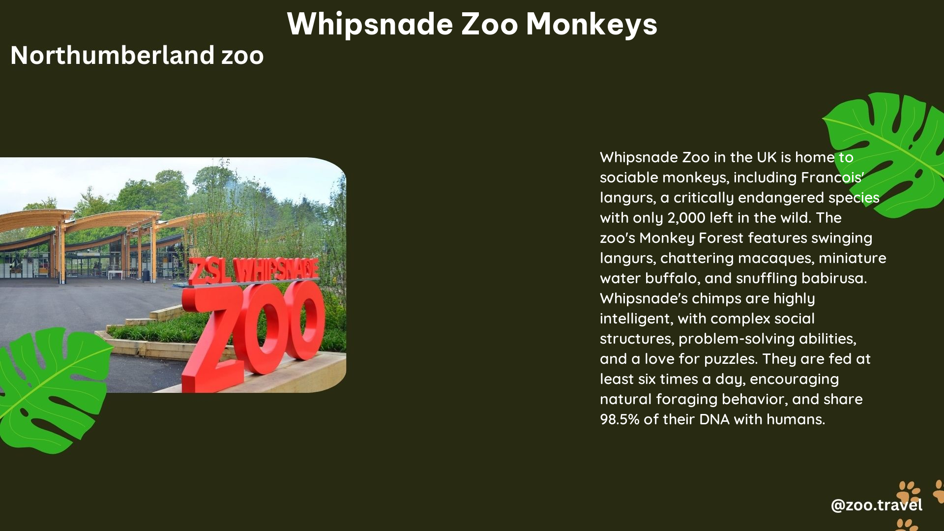 whipsnade zoo monkeys