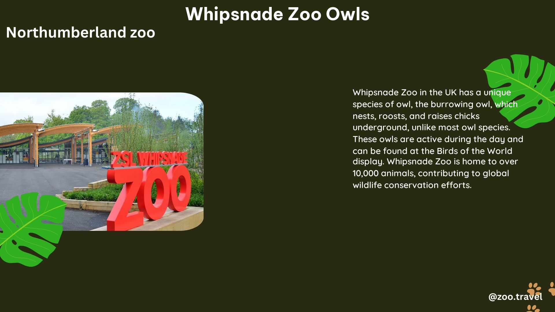 whipsnade zoo owls