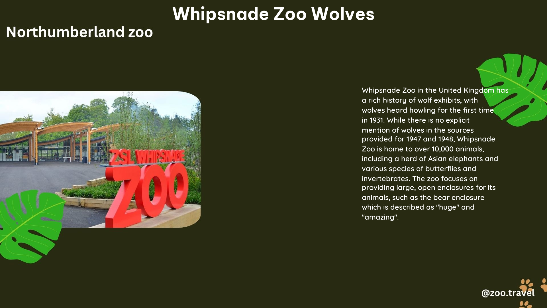 whipsnade zoo wolves