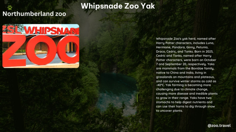 whipsnade zoo yak