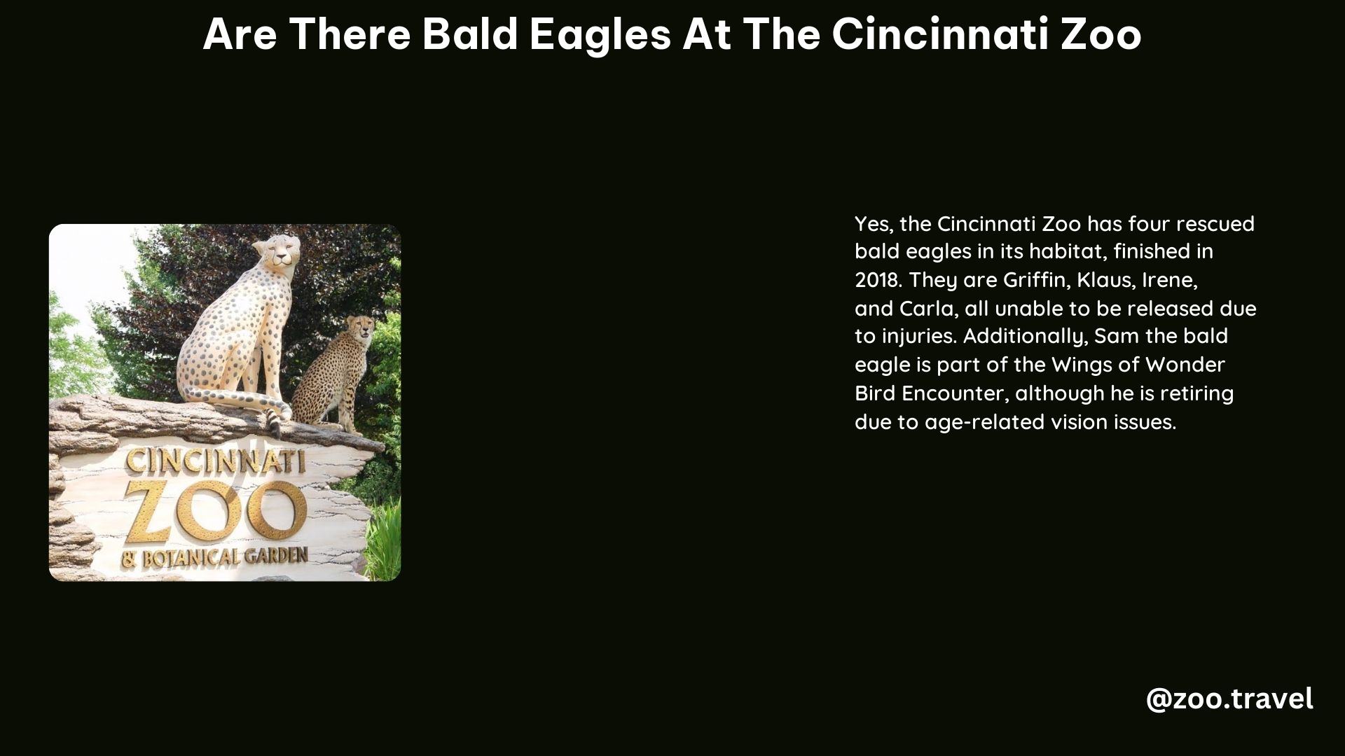 Are There Bald Eagles at the Cincinnati Zoo