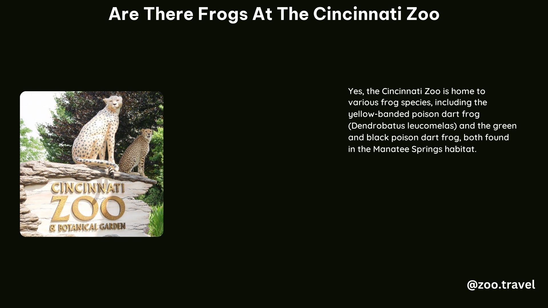 Are There Frogs at the Cincinnati Zoo