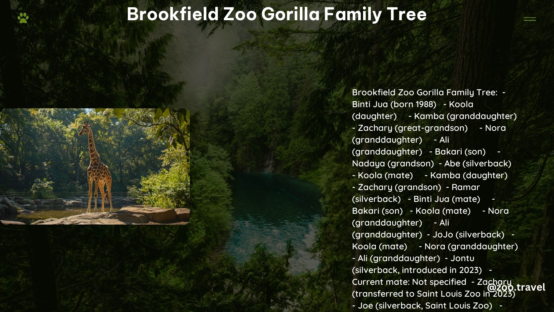 Brookfield Zoo Gorilla Family Tree