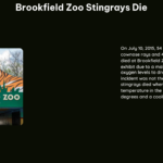 Brookfield Zoo Stingrays Die