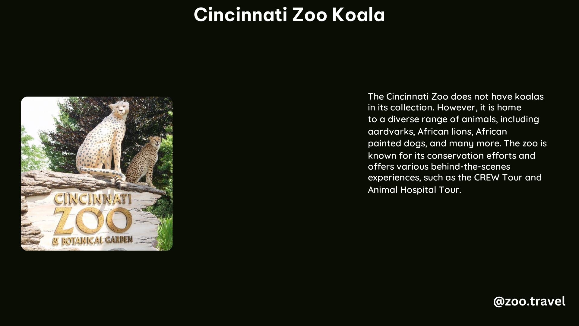 Cincinnati Zoo Koala