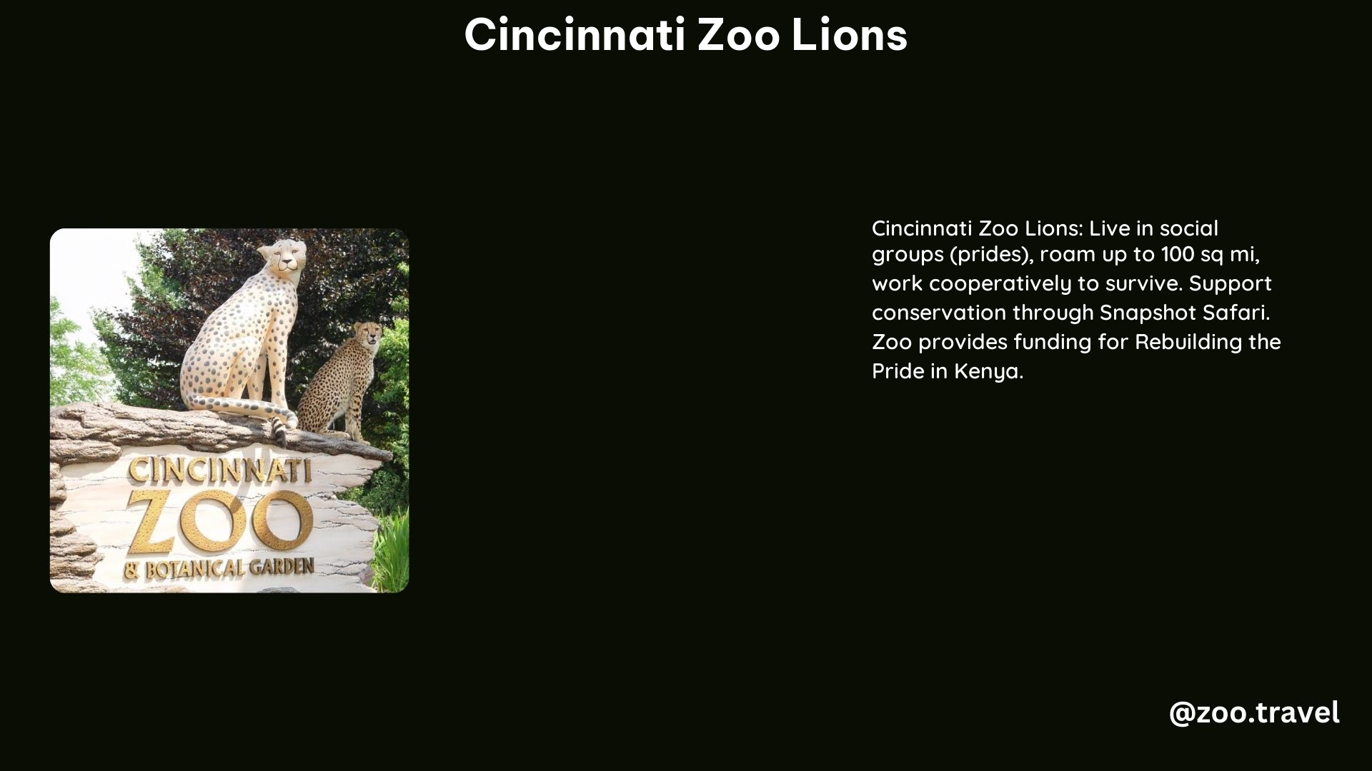 Cincinnati Zoo Lions