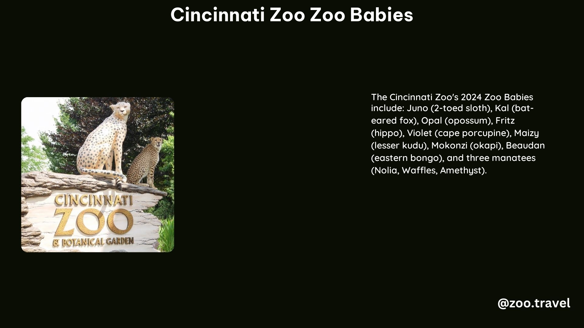 Cincinnati Zoo Zoo Babies