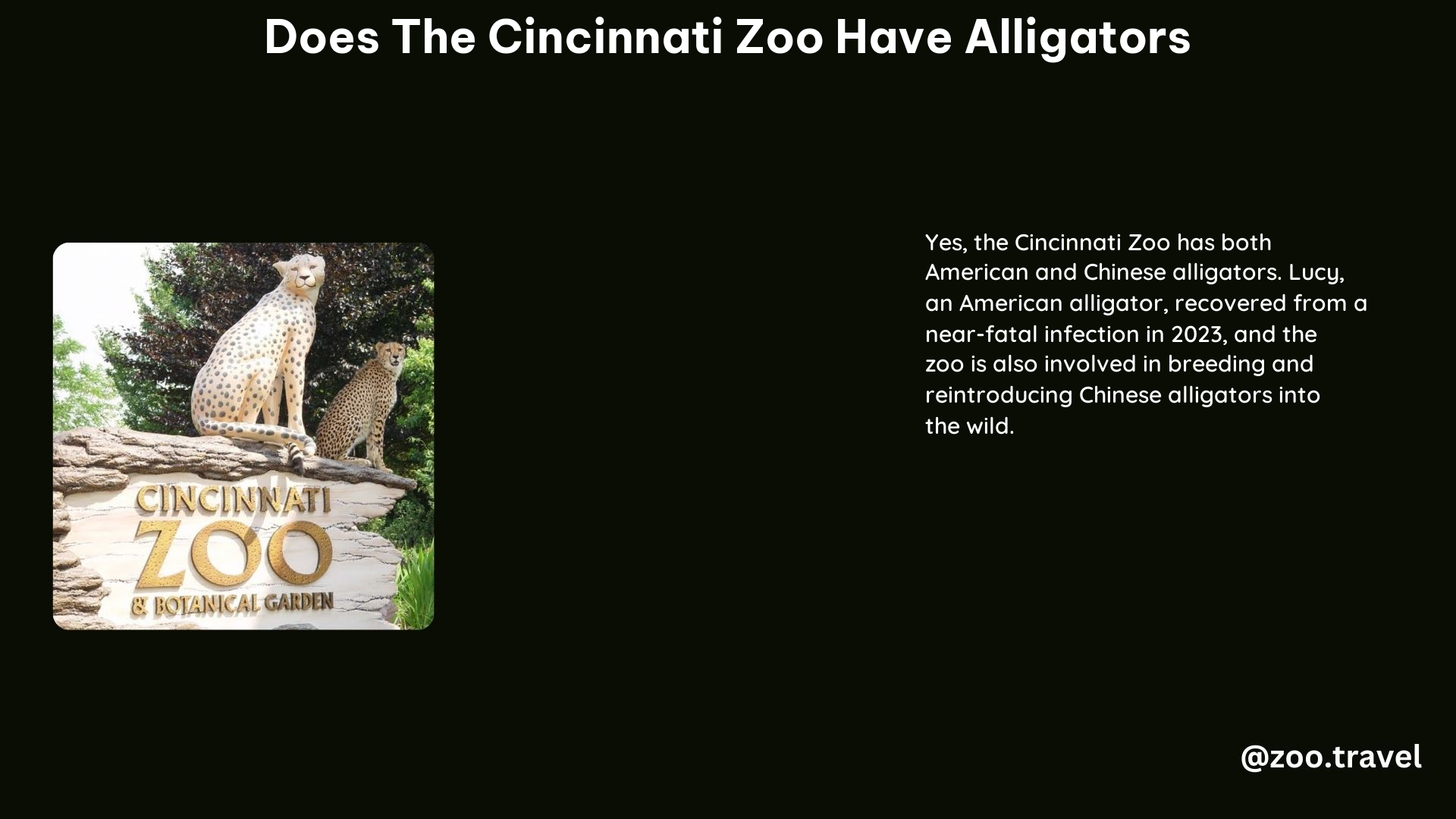 Does the Cincinnati Zoo Have Alligators