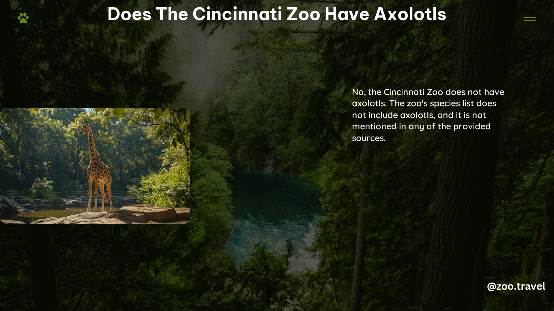 Does the Cincinnati Zoo Have Axolotls