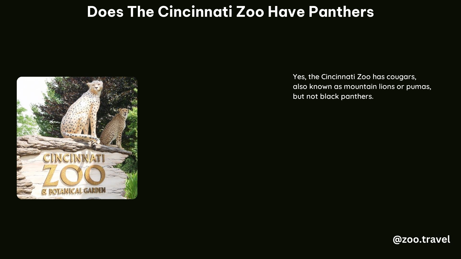 Does the Cincinnati Zoo Have Panthers