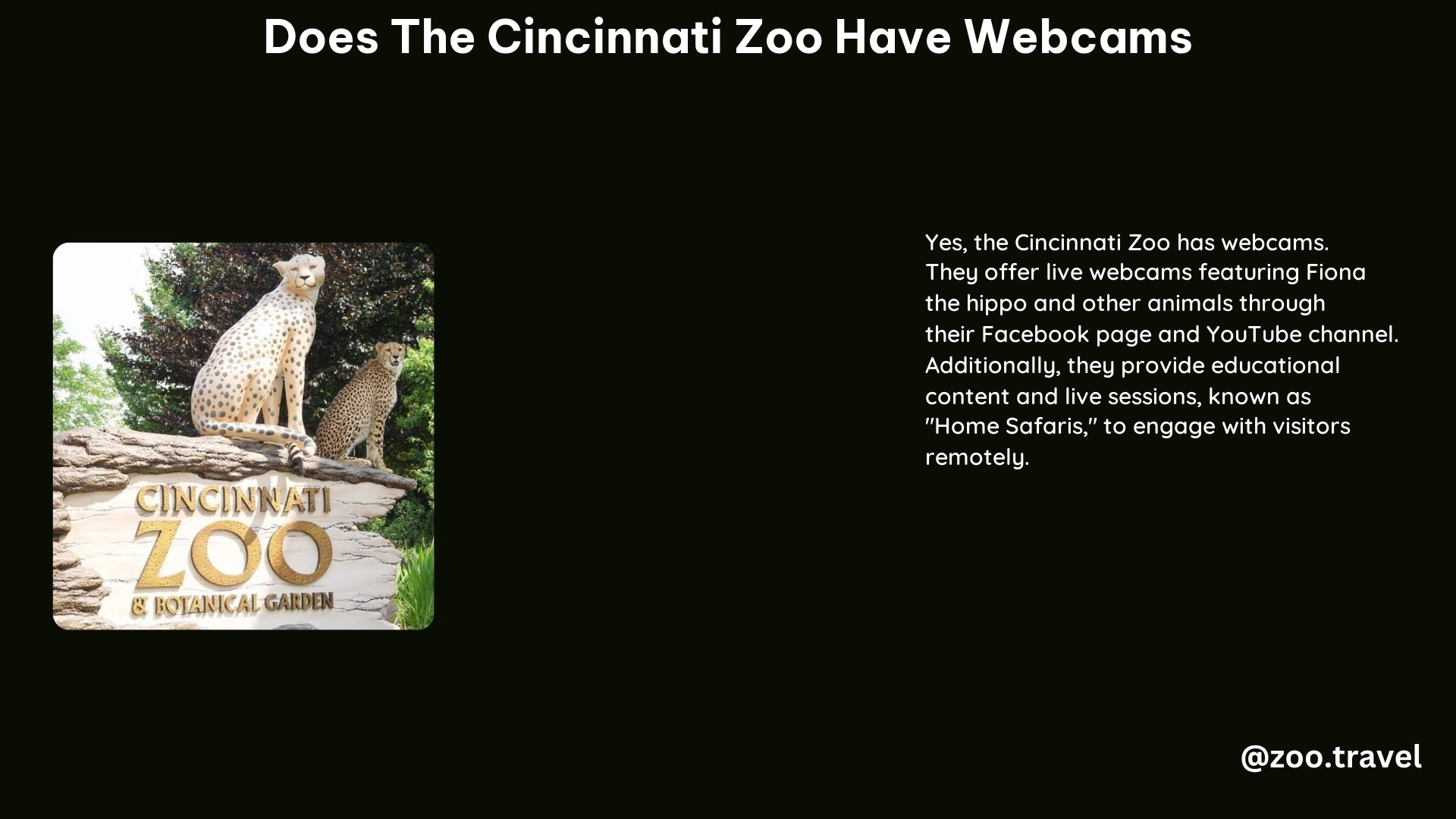 Does the Cincinnati Zoo Have Webcams