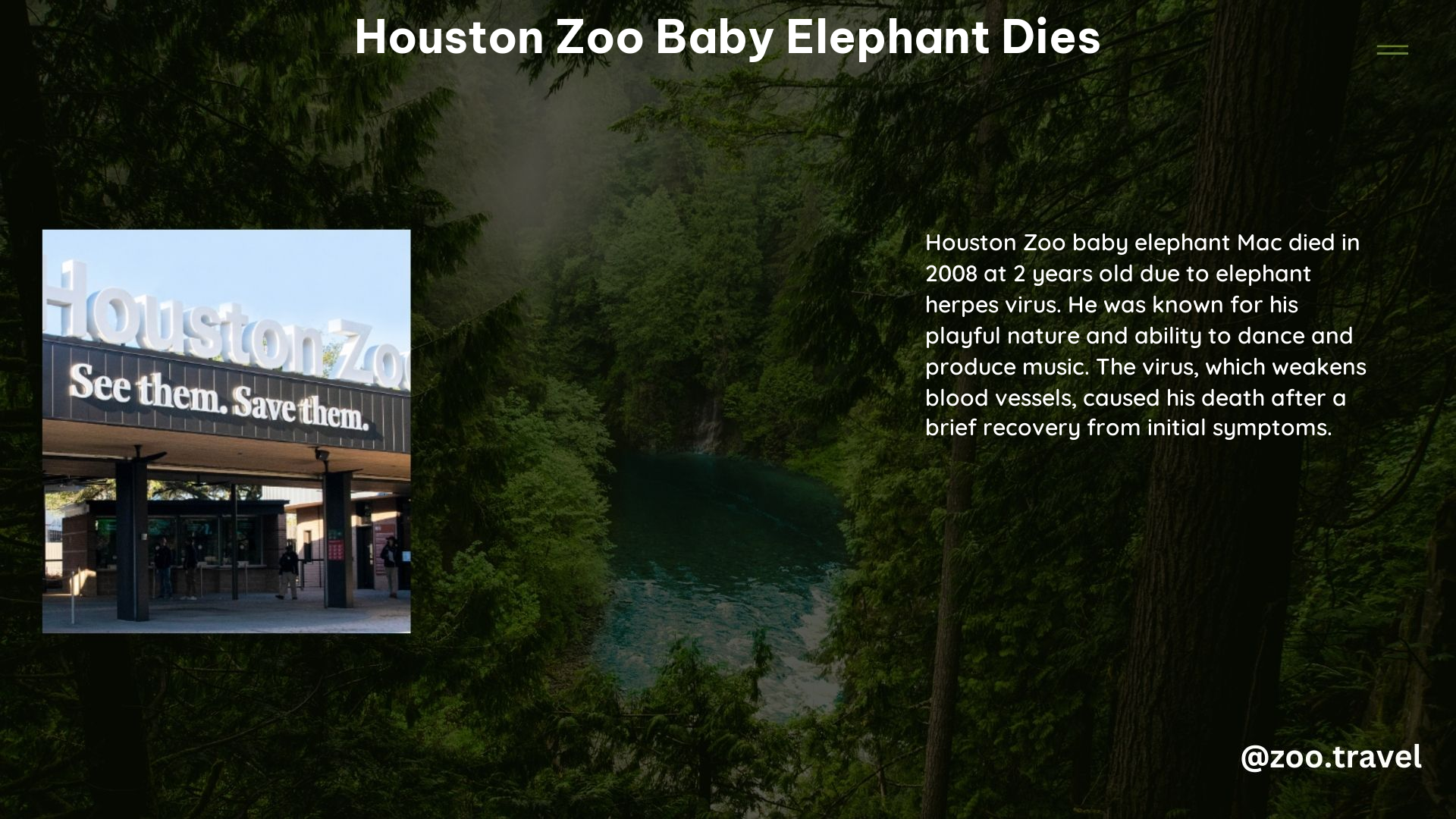 Houston Zoo Baby Elephant Dies