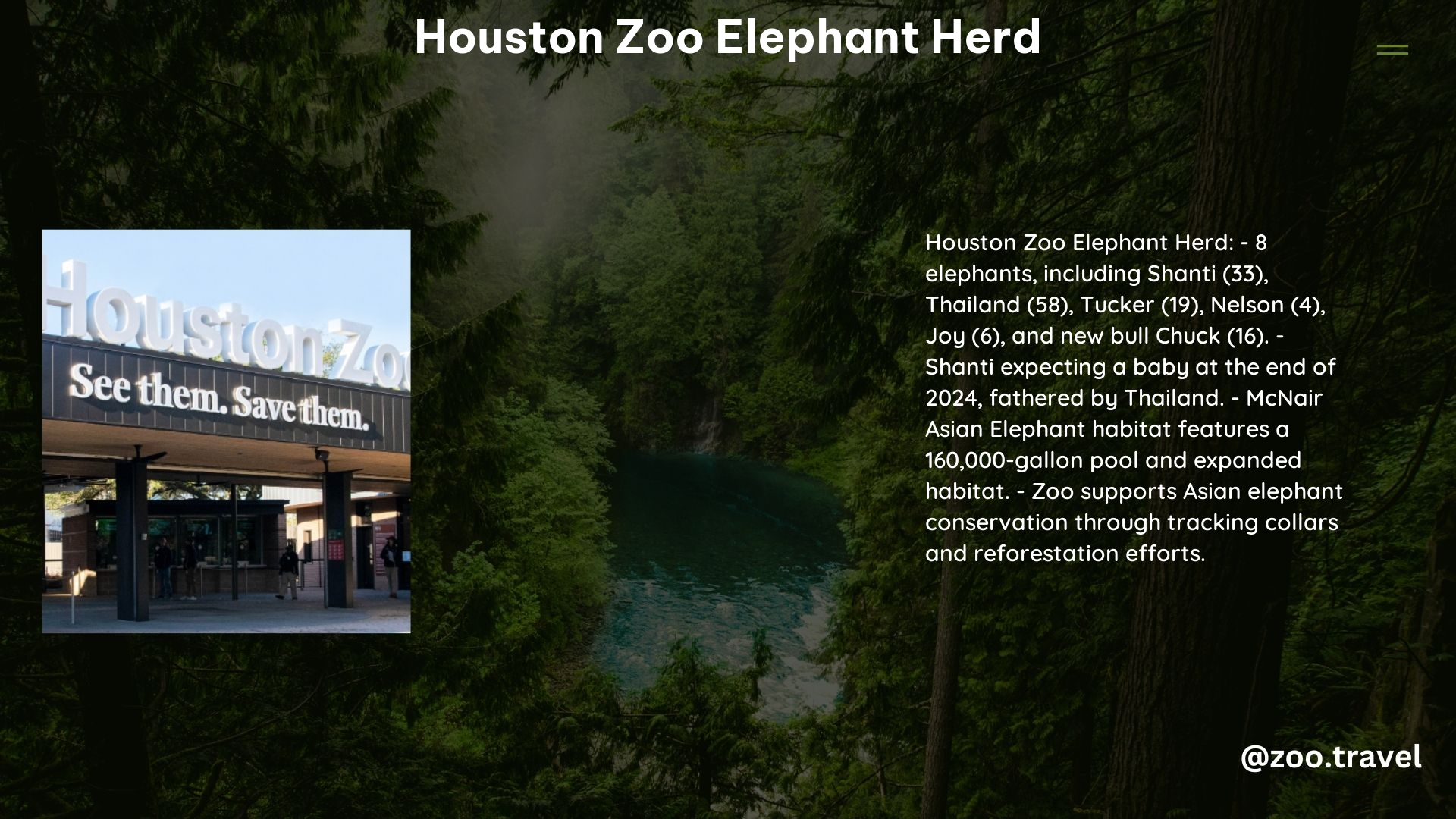 Houston Zoo Elephant Herd