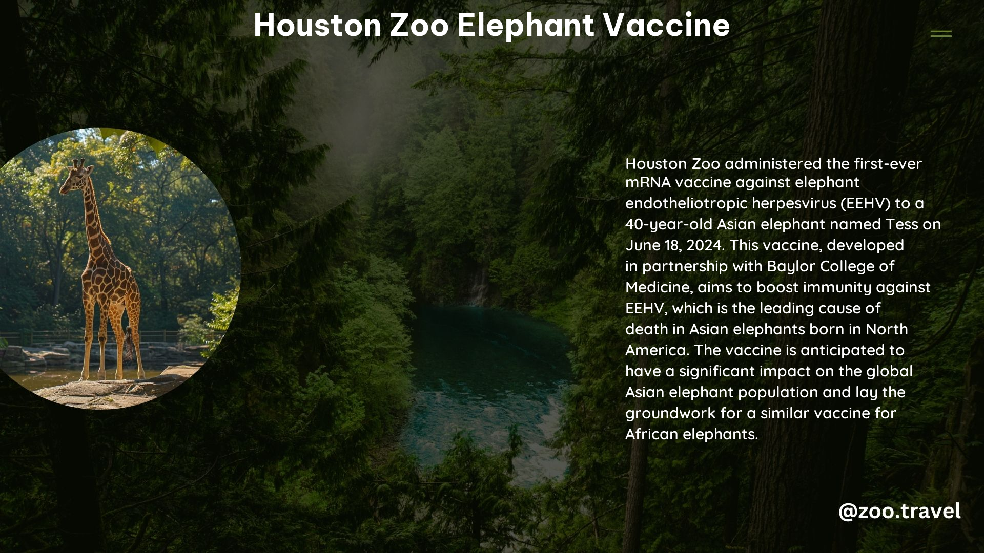 Houston Zoo Elephant Vaccine