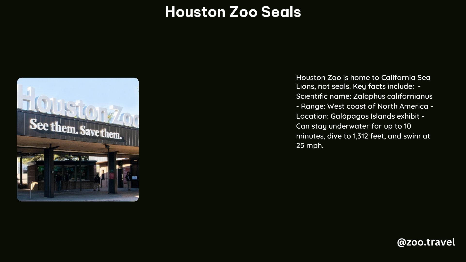 Houston Zoo Seals