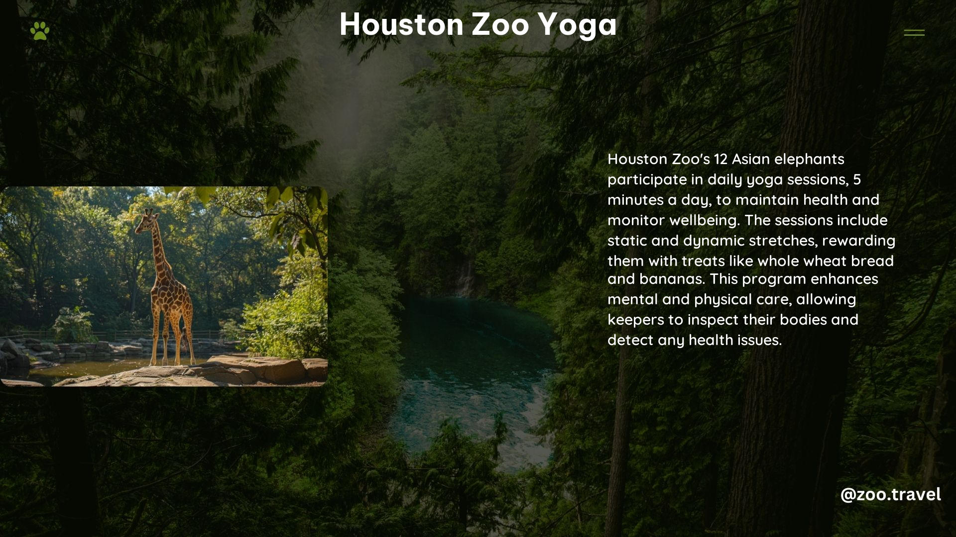 Houston Zoo Yoga