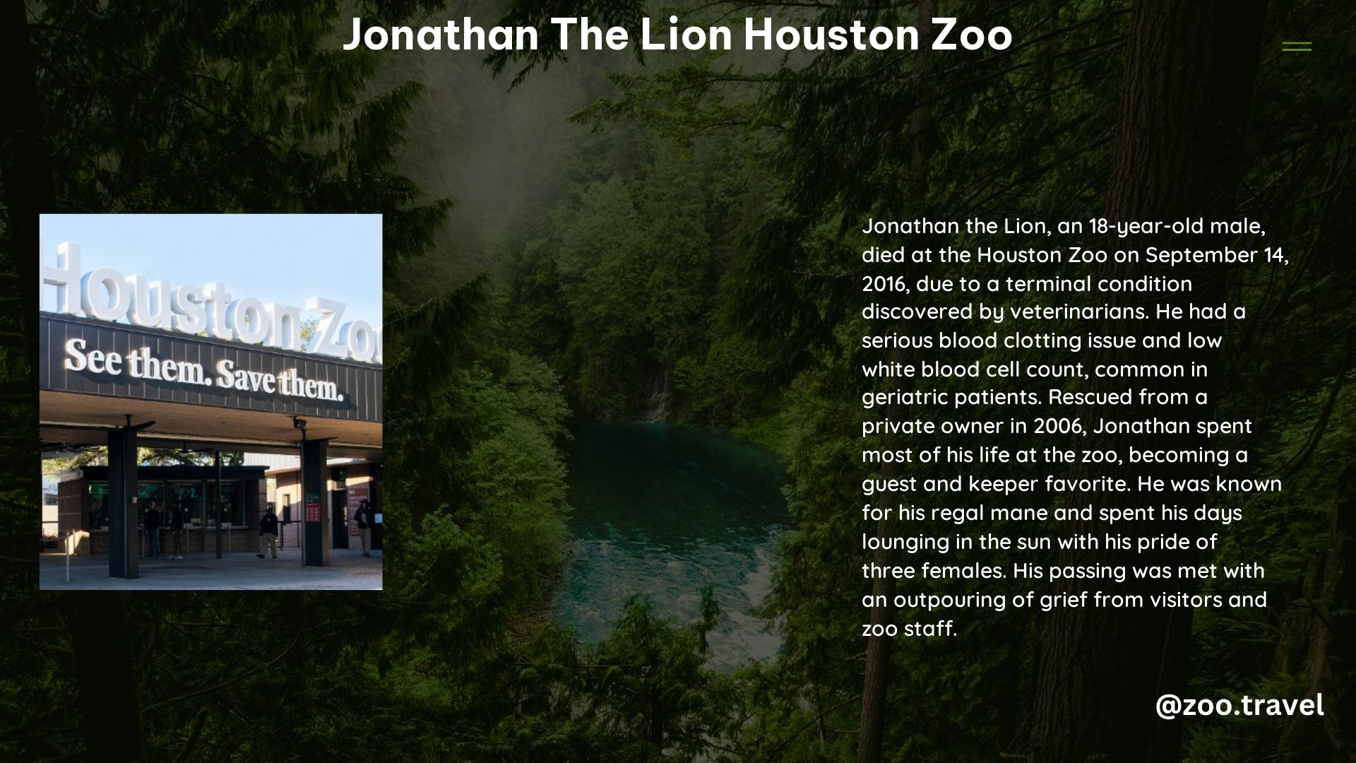 Jonathan the Lion Houston Zoo