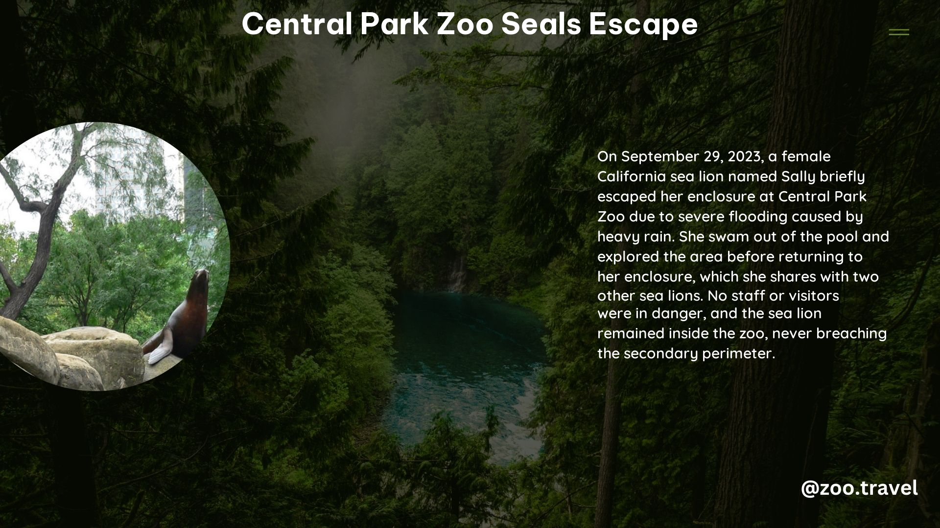 Central Park Zoo Seals Escape