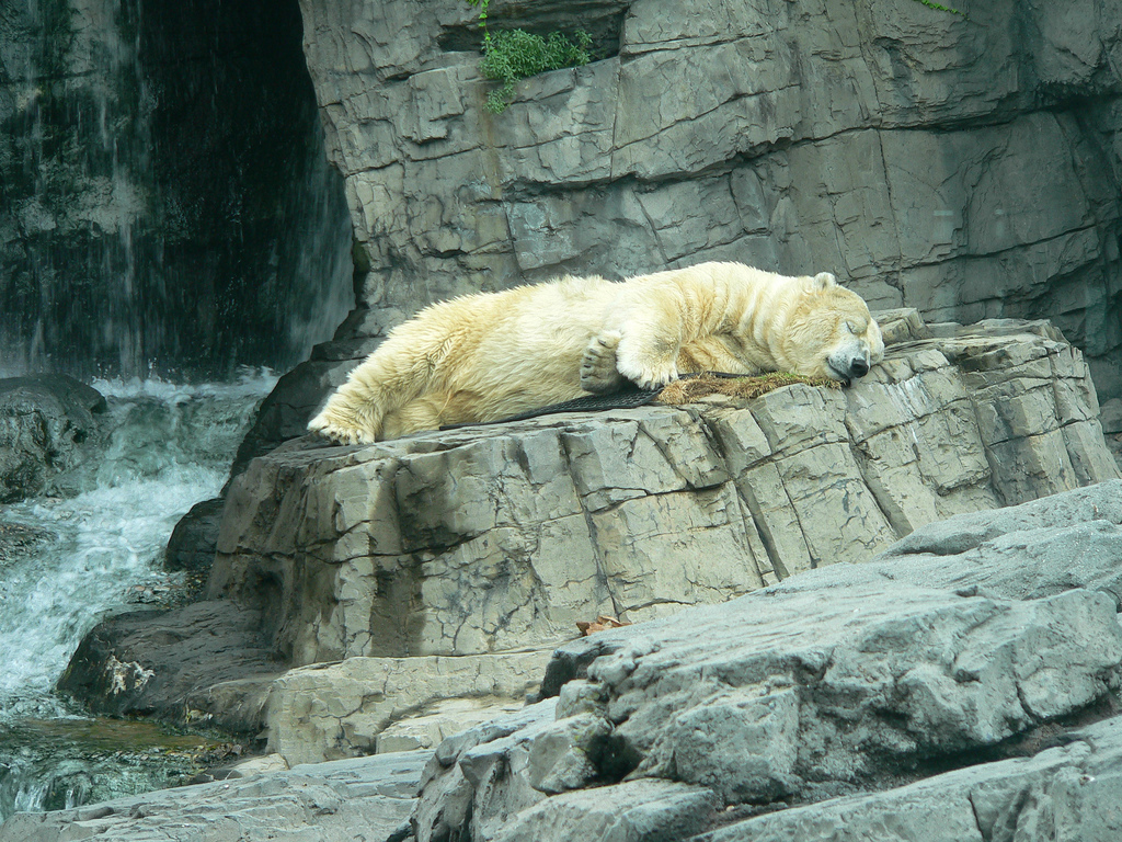 Central Park Zoo Food