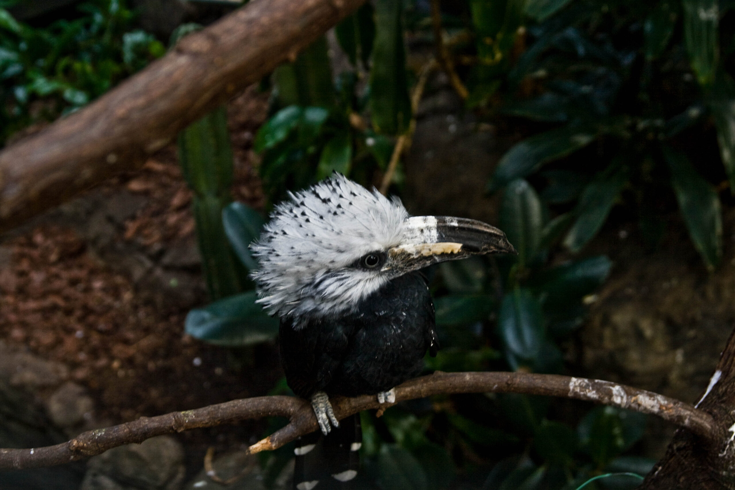 Central Park Zoo Keeper