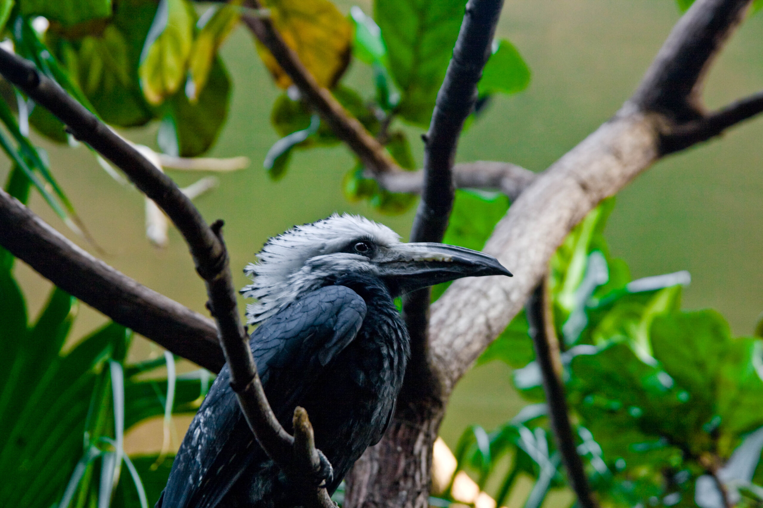 Central Park Zoo Bird Escape