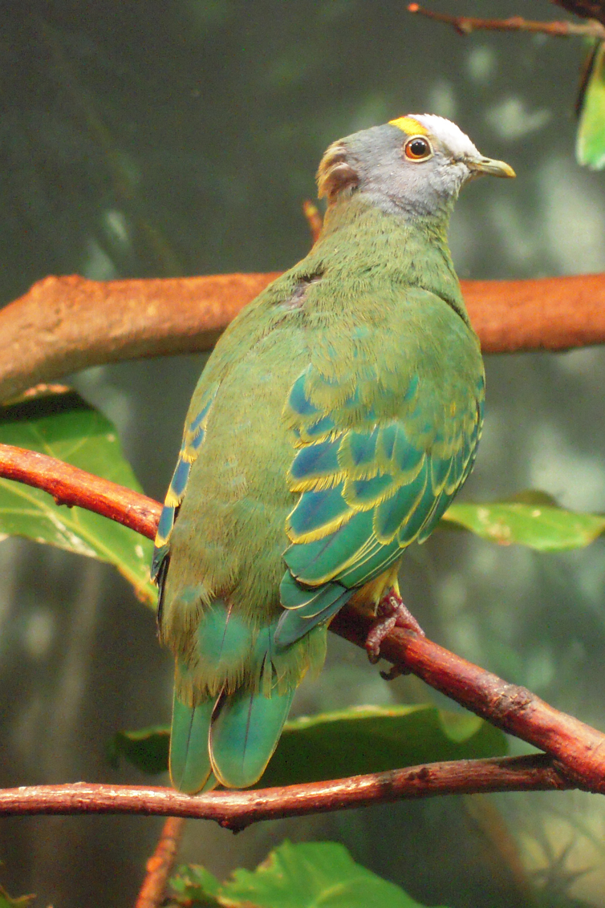 Central Park Zoo Timings