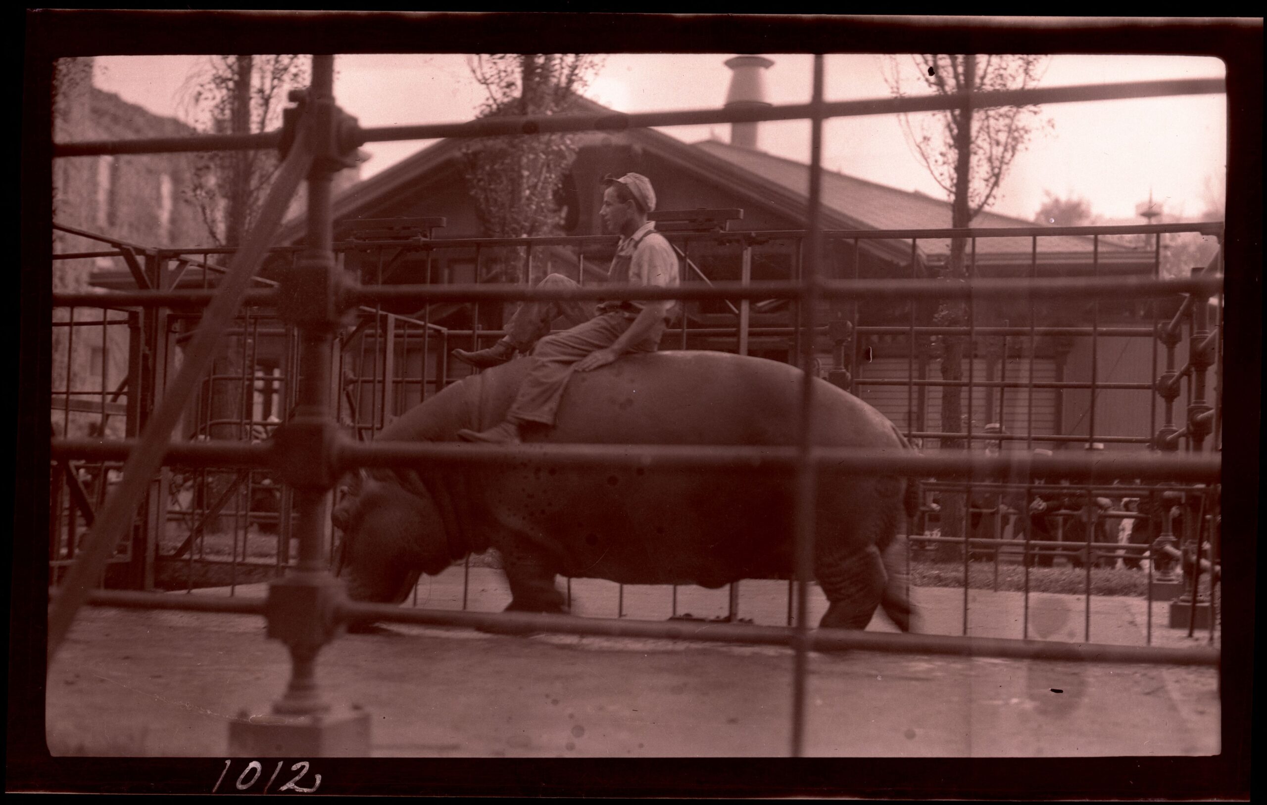 Central Park Zoo Pay What You Wish