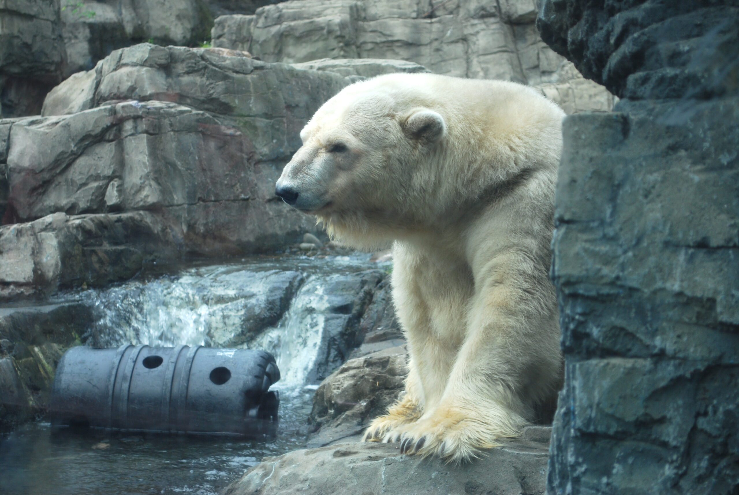 Central Park Zoo After Hours