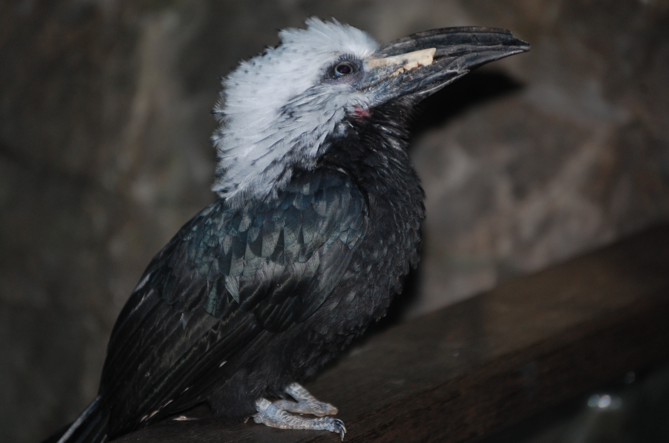 Central Park Zoo History