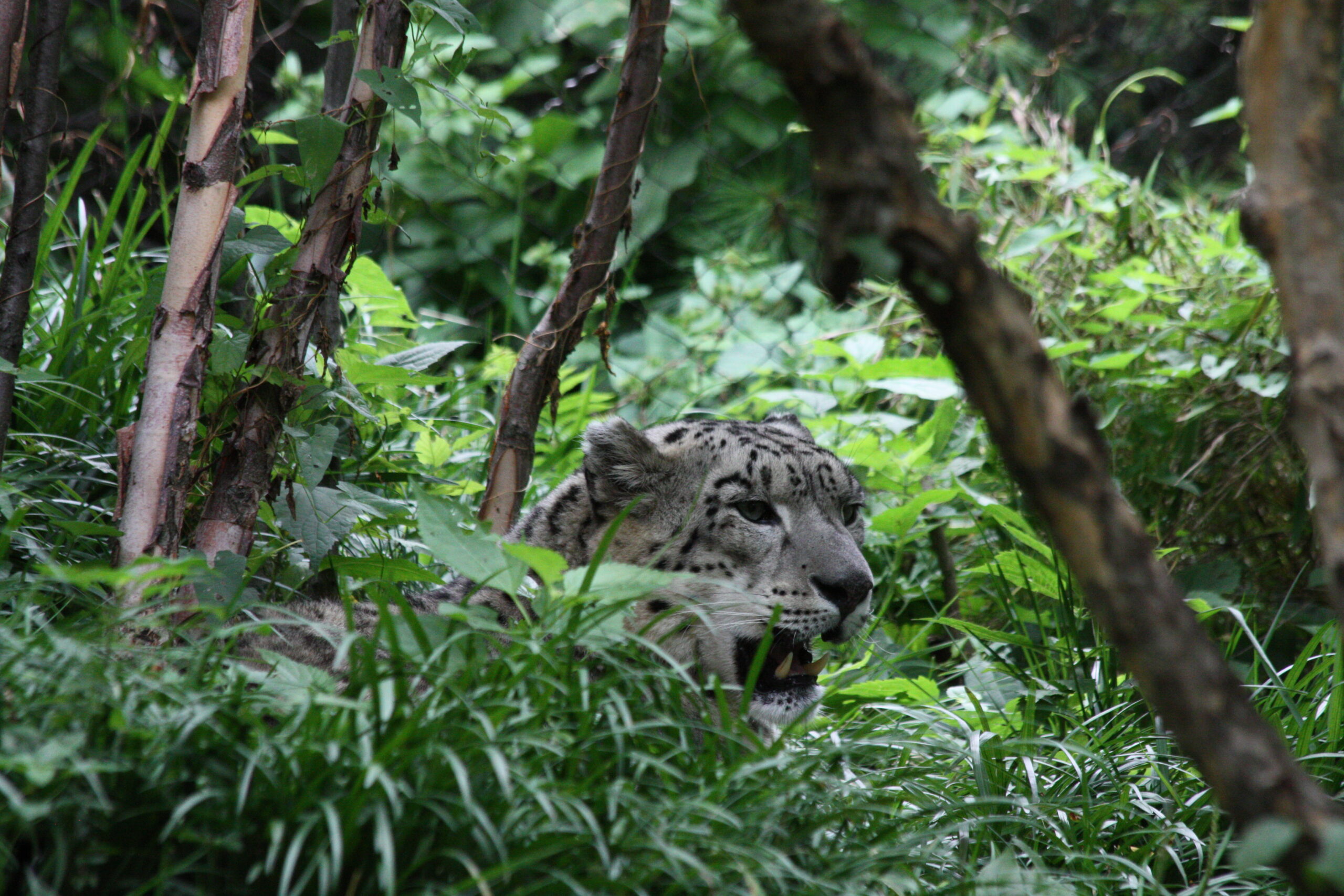 Flash Flood Central Park Zoo