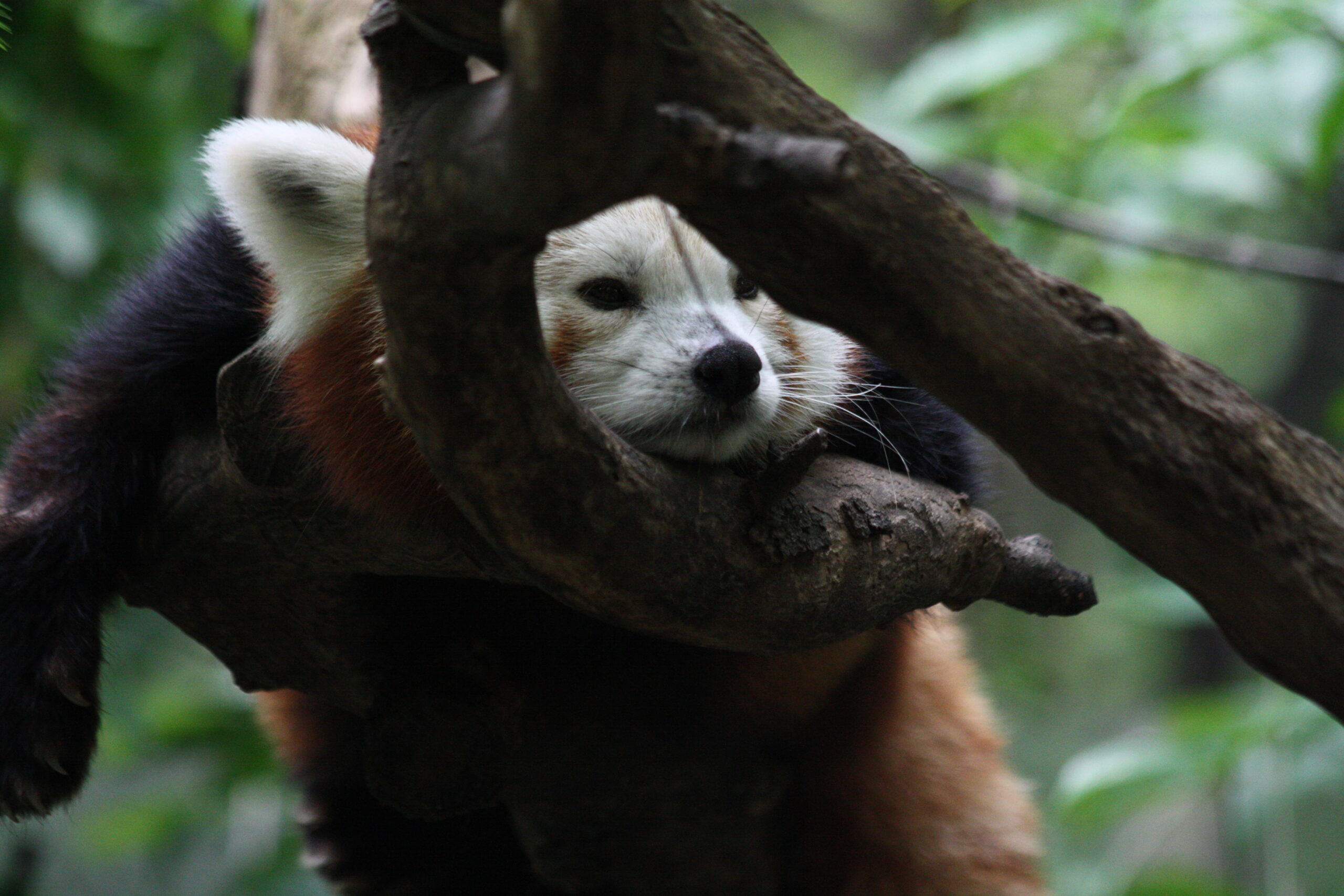 Central Park Zoo Camp