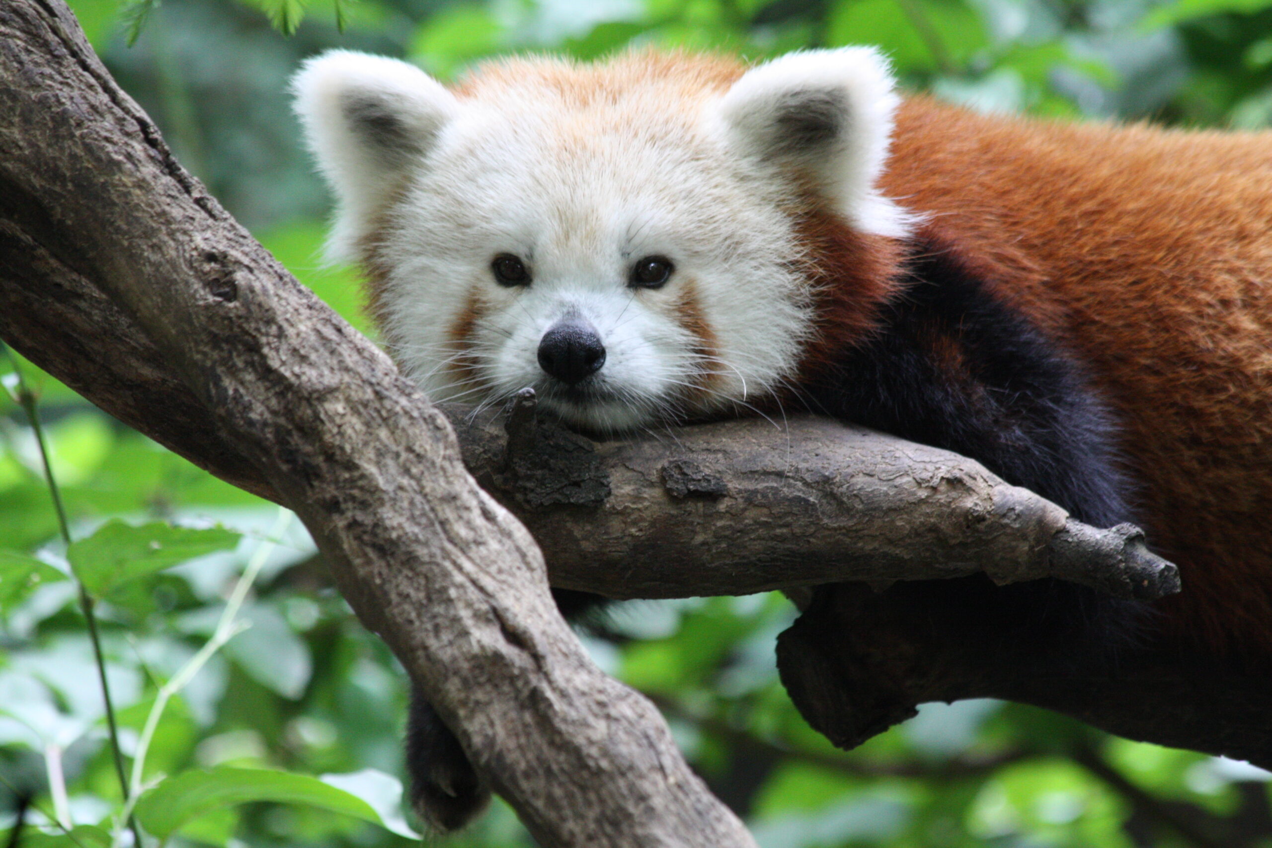 Central Park Zoo vs Queens Zoo