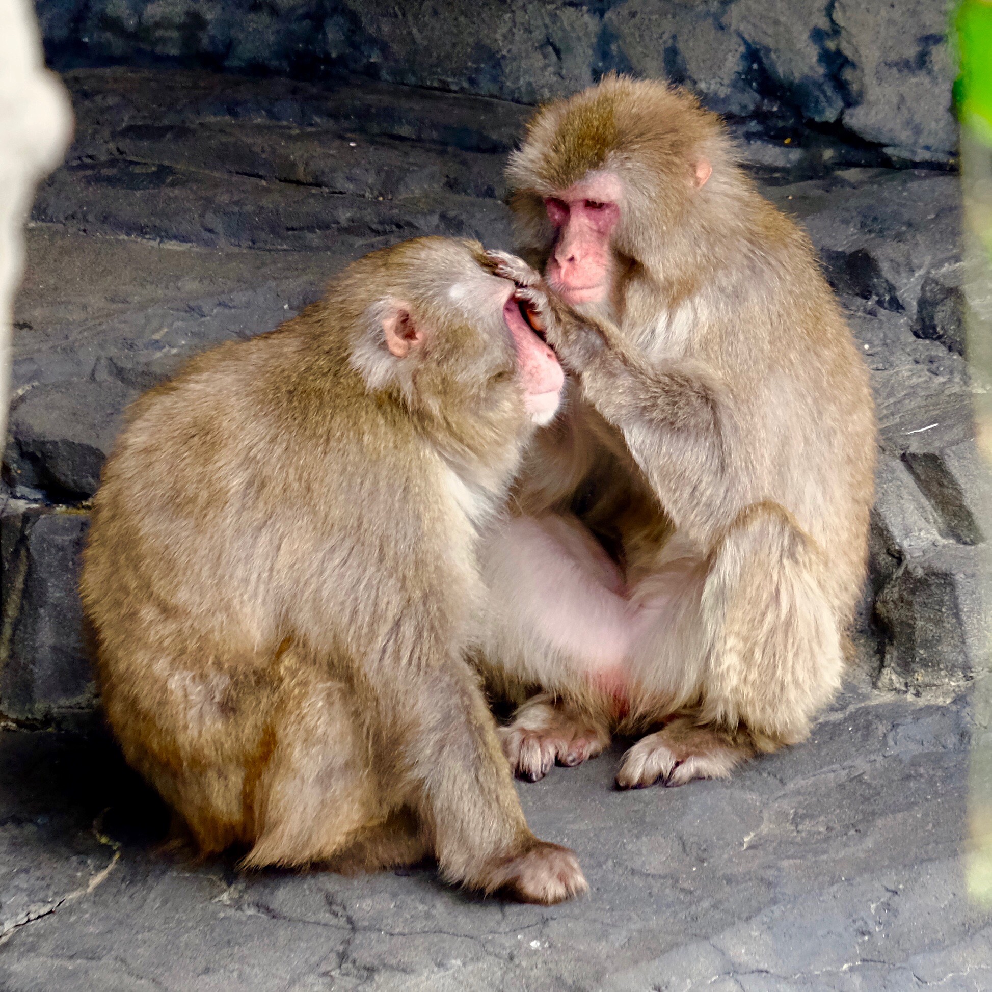 Central Park Zoo Customer Service