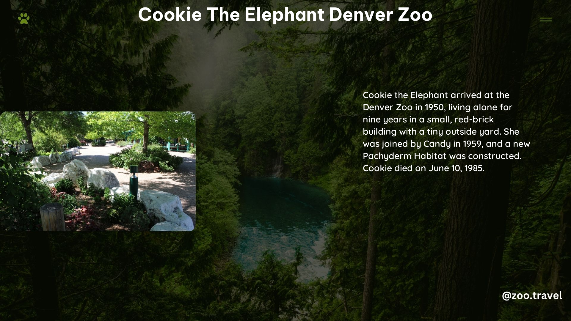 Cookie the Elephant Denver Zoo