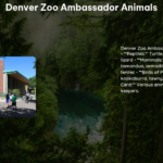 Denver Zoo Ambassador Animals