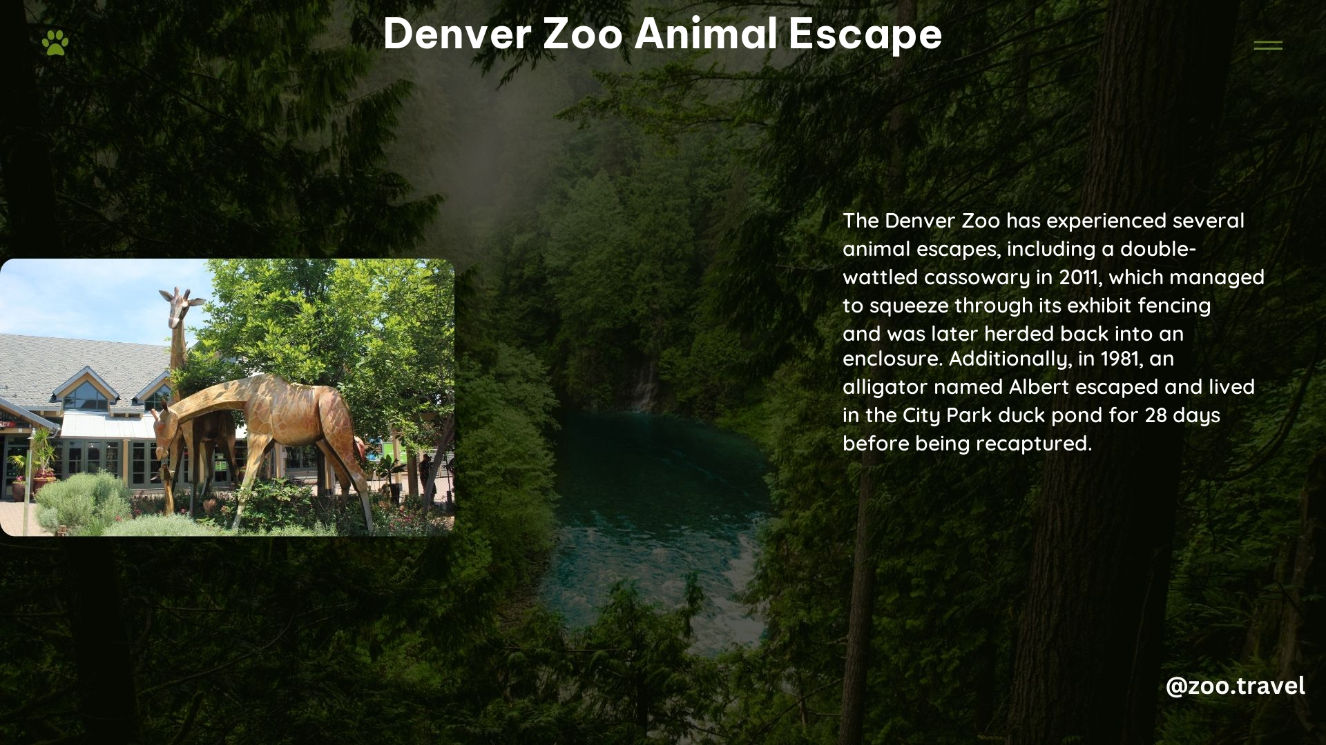 Denver Zoo Animal Escape