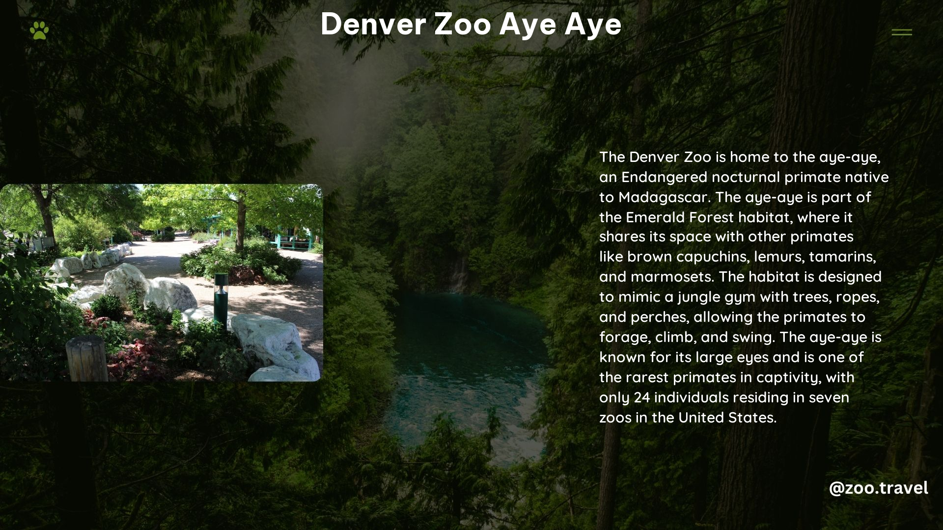 Denver Zoo Aye Aye