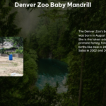 Denver Zoo Baby Mandrill